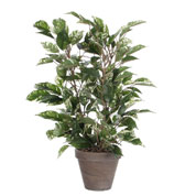 Planta Artificial - Ficus Natasia - MICA